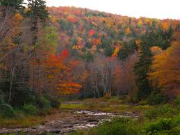 forest scene trees in autumn