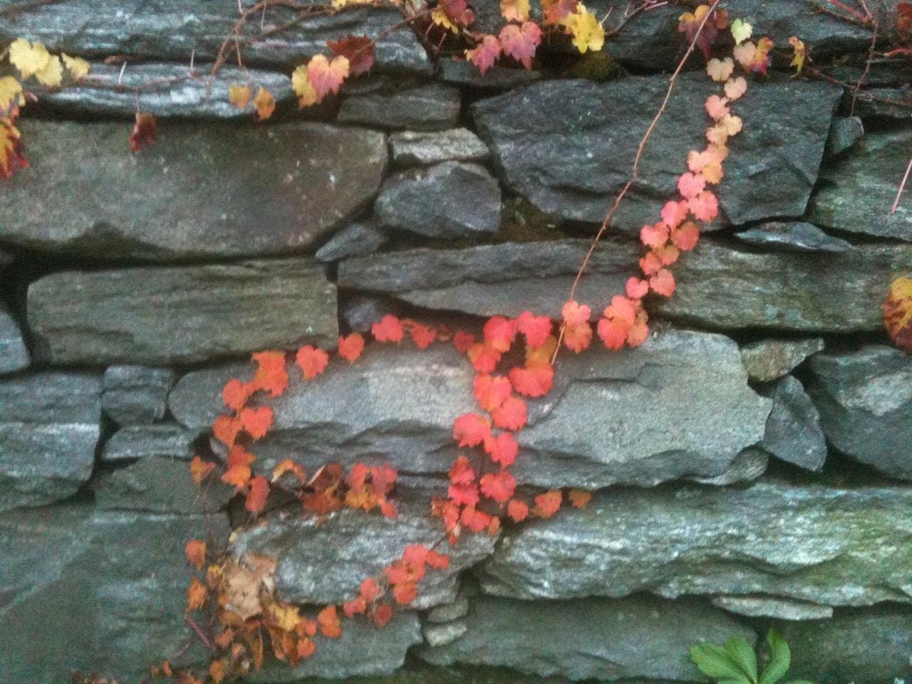 ivy wall