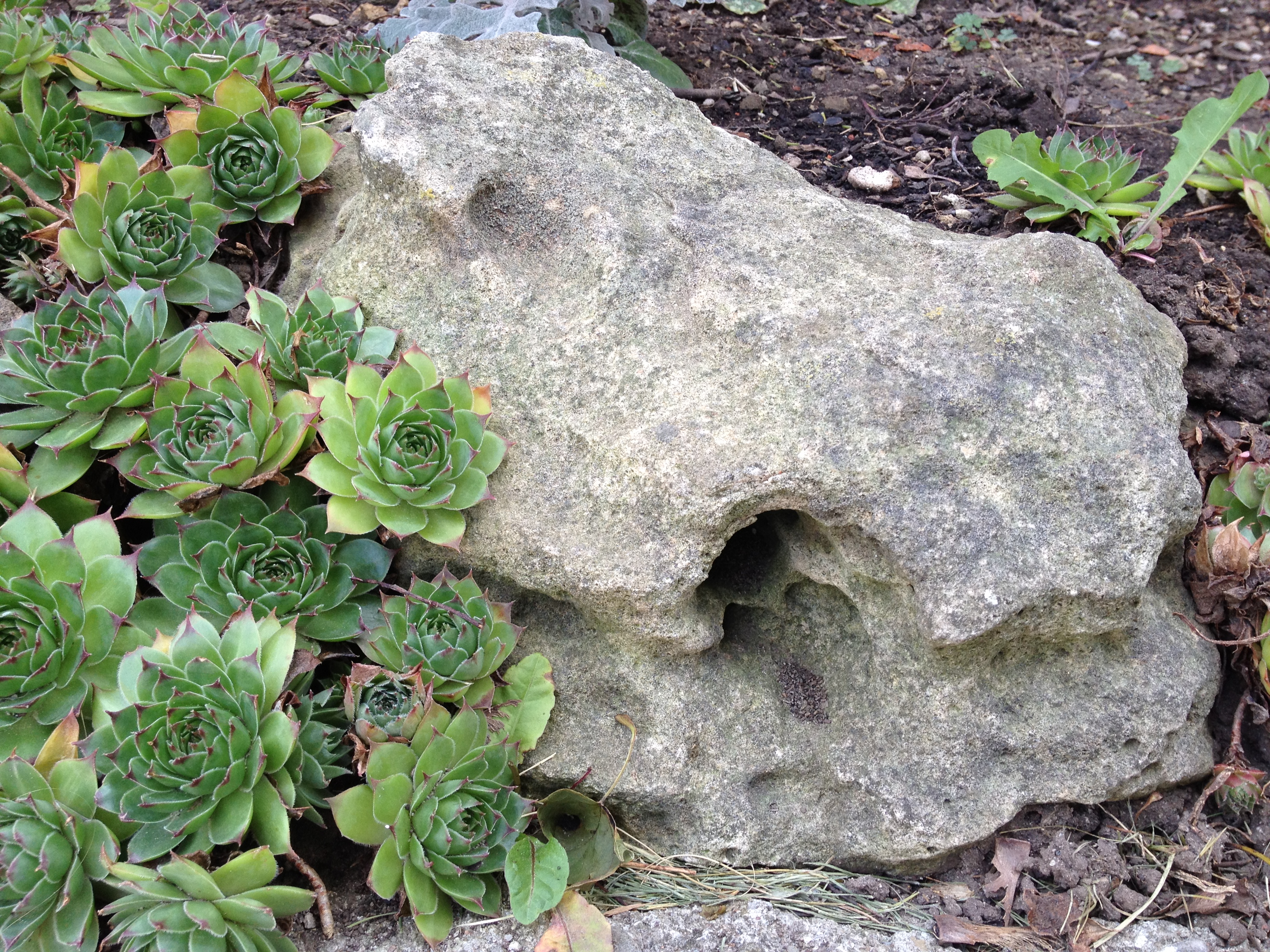 organic rock in Creemore center