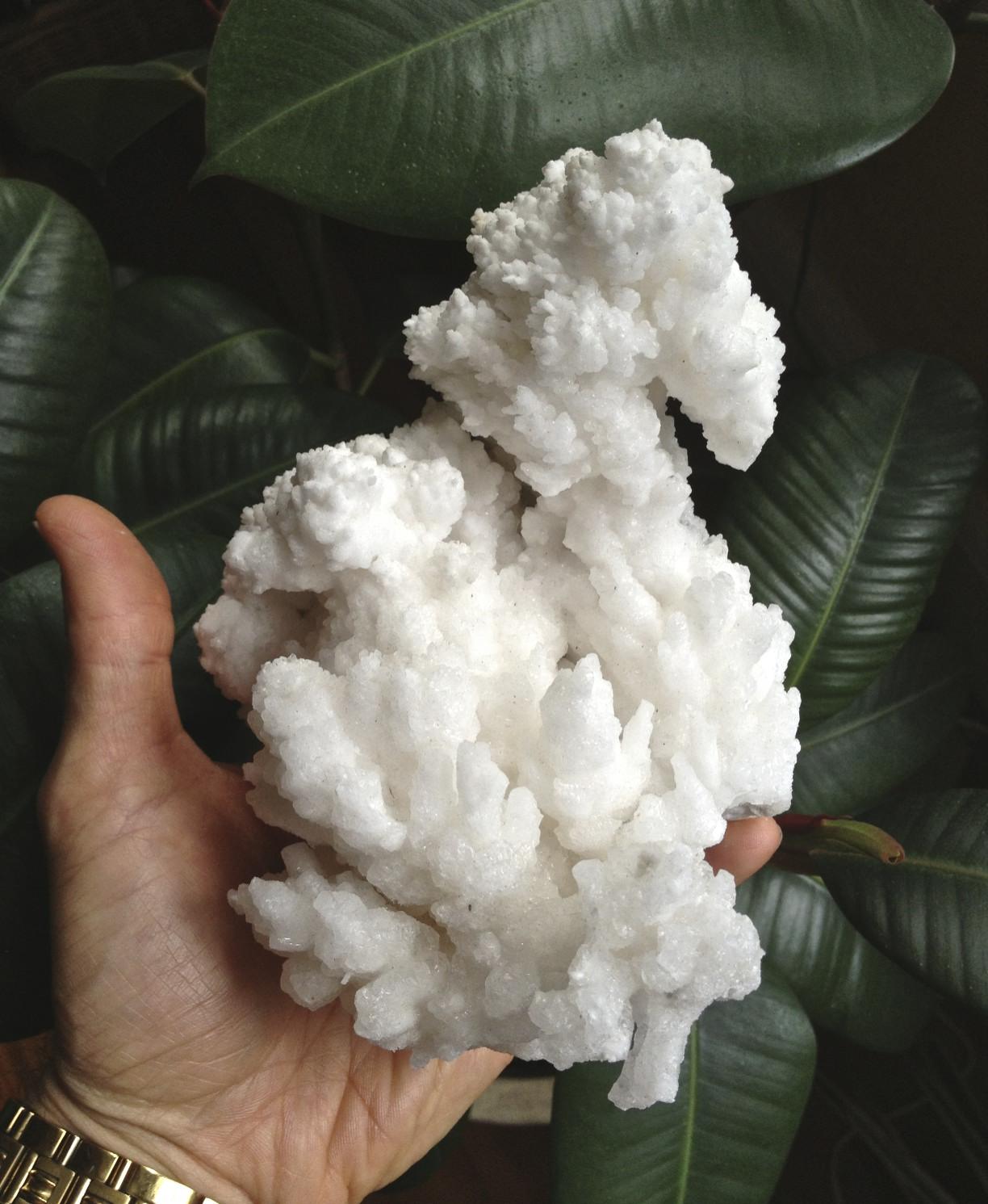 Aragonite 'sea horse' floating cluster