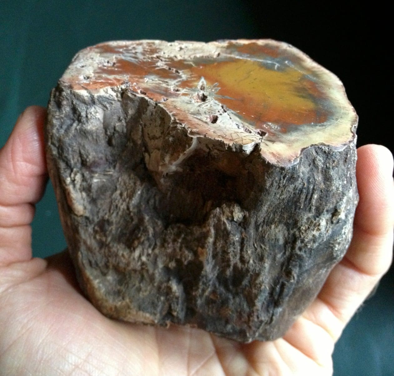 Petrified Wood (lrg) 'red lake' healing crystal