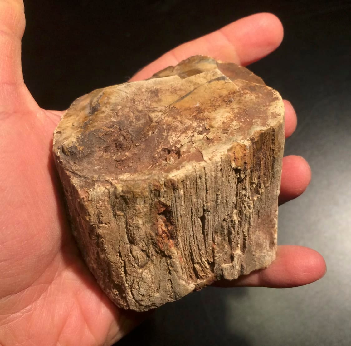 Petrified Wood (lrg) 'red lake' healing crystal - Image 2