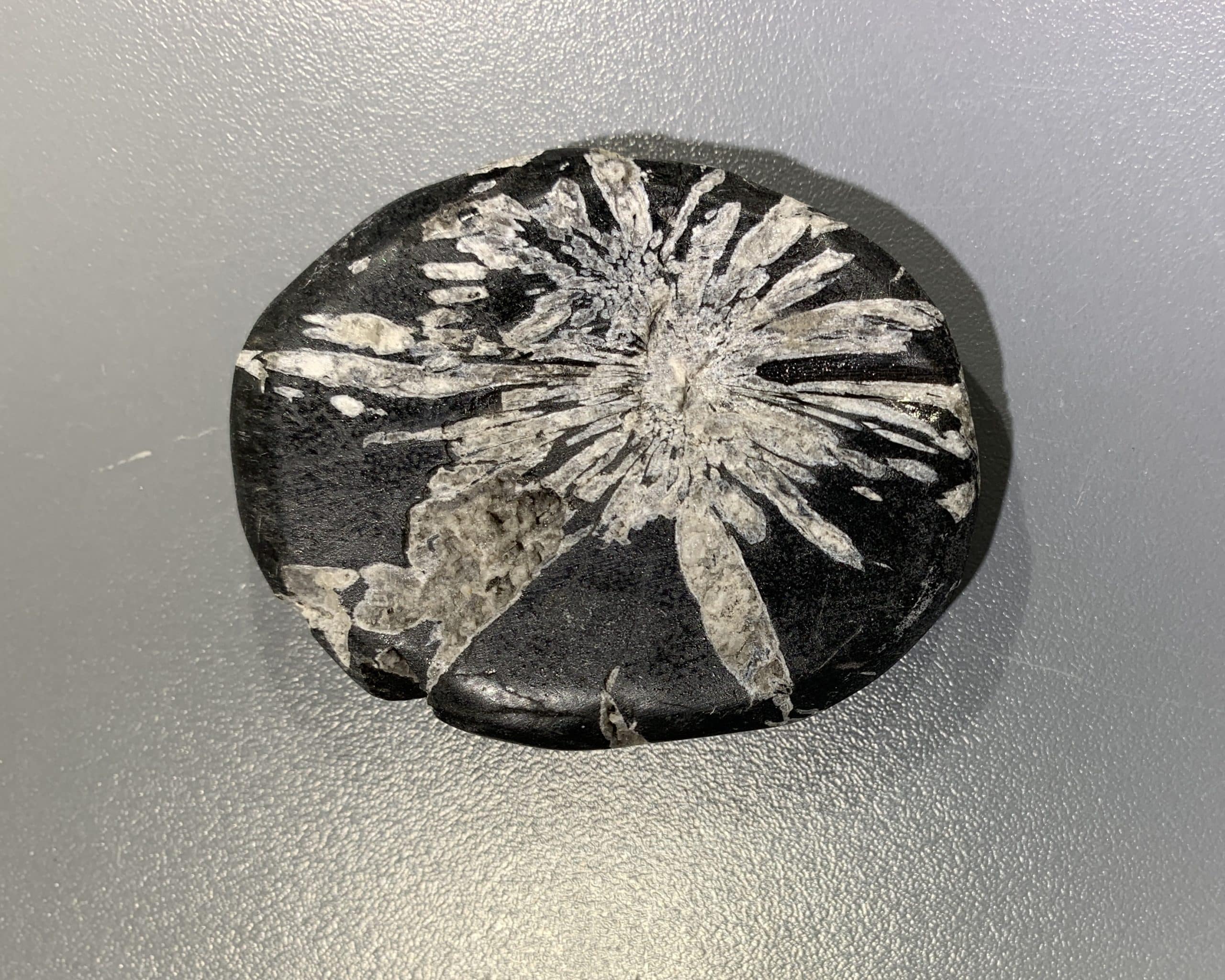 Crysanthemum stone palm piece - nice star form - healing crystal
