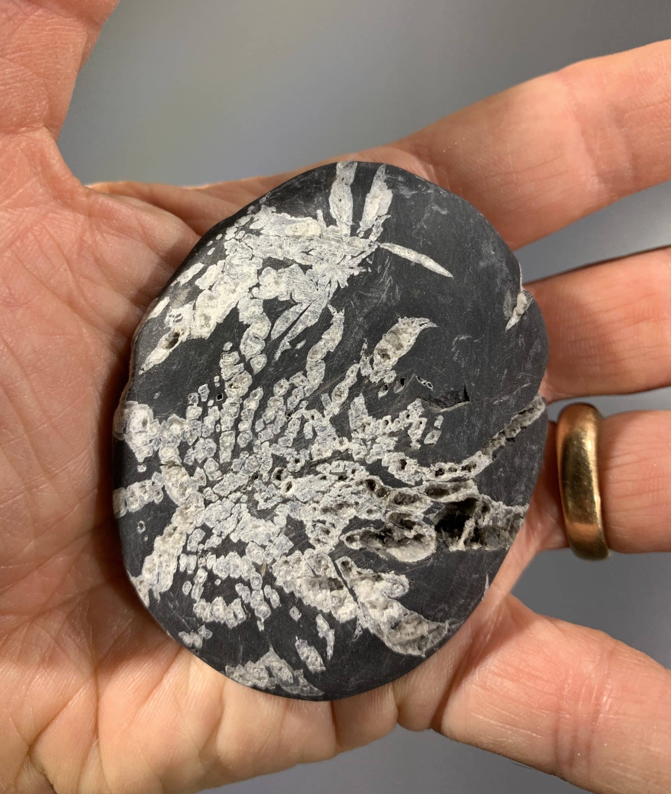 Crysanthemum stone palm piece - nice star form - healing crystal - Image 2