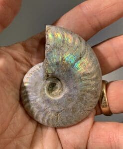 Ammonite (pearly opalescent) complete shell