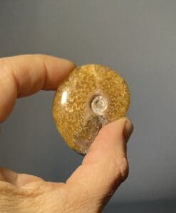 Ammonite (polished) 'dirty blonde' agatized (complete shell) healing crystal