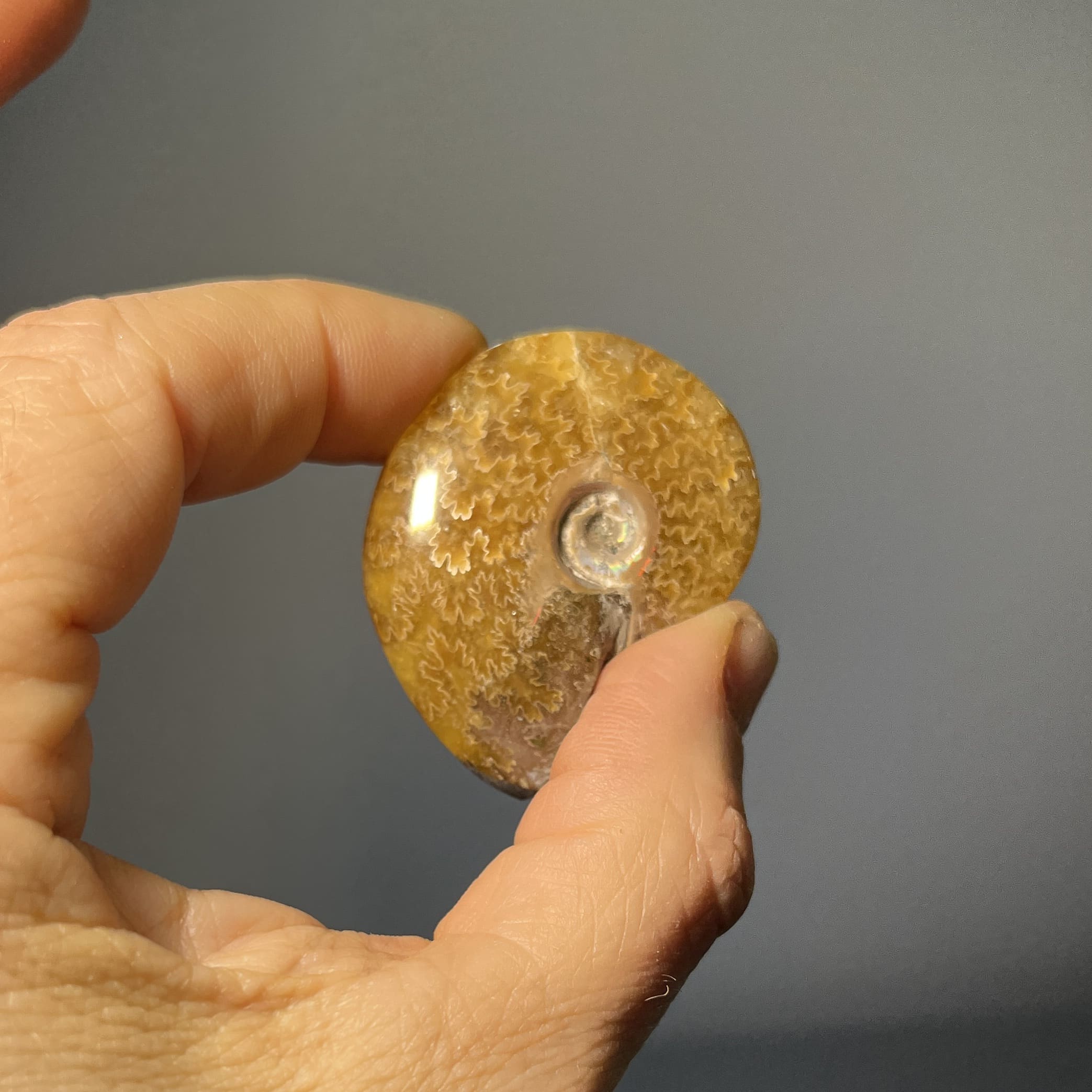 Ammonite (polished) 'dirty blonde' agatized (complete shell) healing crystal
