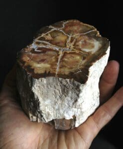 Petrified Wood (lrg) 'brain scan'