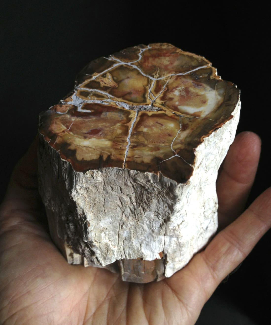 Petrified Wood (lrg) 'brain scan'