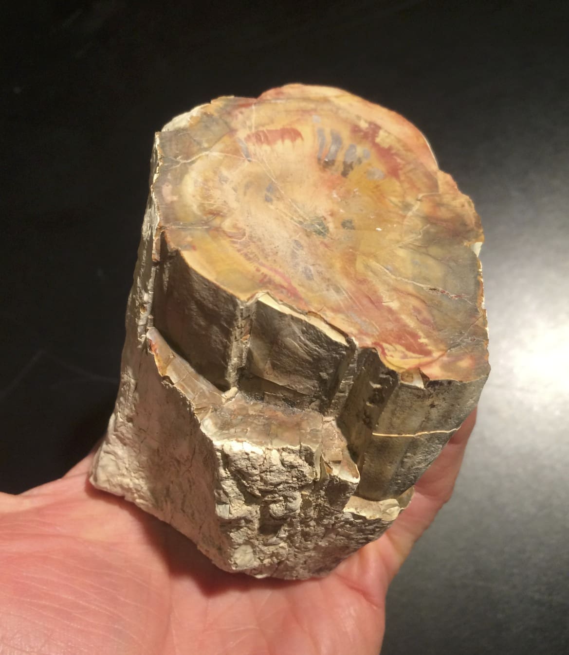 Petrified Wood (lrg) 'brain scan' - Image 2