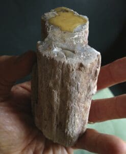 Petrified Wood (med) 'yellow lake'