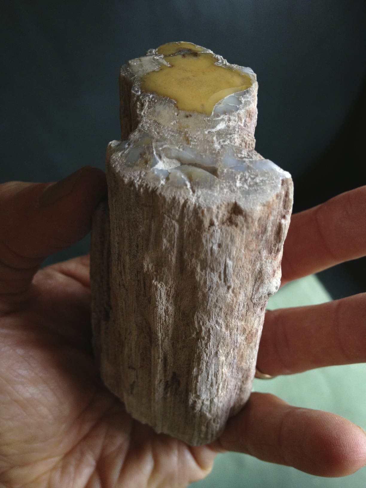 Petrified Wood (med) 'yellow lake'