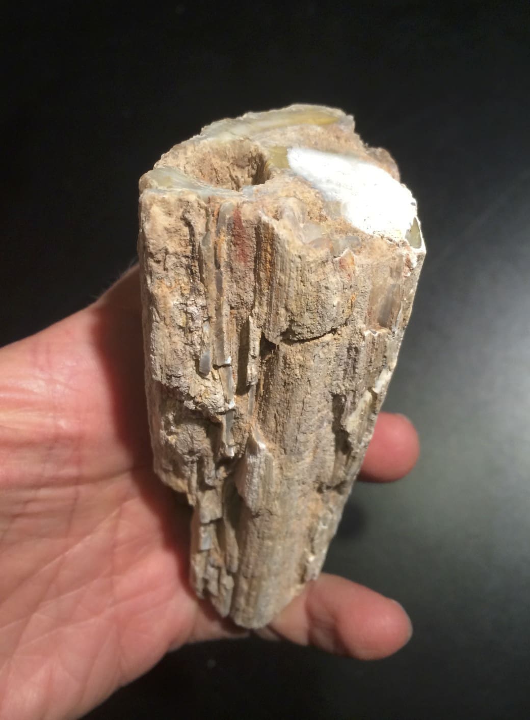 Petrified Wood (med) 'yellow lake' - Image 2